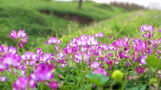 春天田野上的紫云英野花