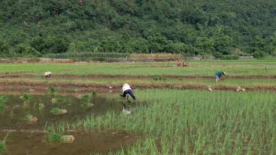 水稻田 农民用传统方式耕地 犁田 插秧 春耕