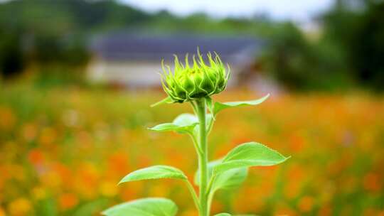 向日葵 格桑花 百日菊  植物 菊花 野花盛开