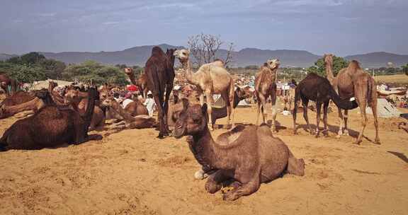 骆驼在Pushkar Mela骆驼集市节