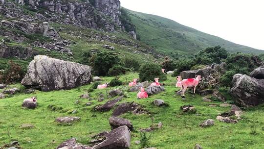 在山坡上吃草的山羊
