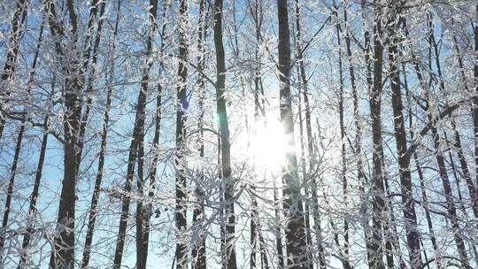 杨树林树枝树挂雪林冬天阳光雾凇升格拍摄