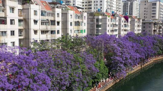 前推航拍昆明蓝花楹江边滨江美景