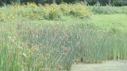 水池边的青草和芦苇荡
