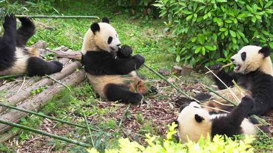 四只大熊猫在一起吃竹子