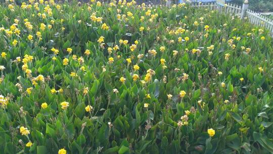 小黄花水草池塘清新湖泊湿地