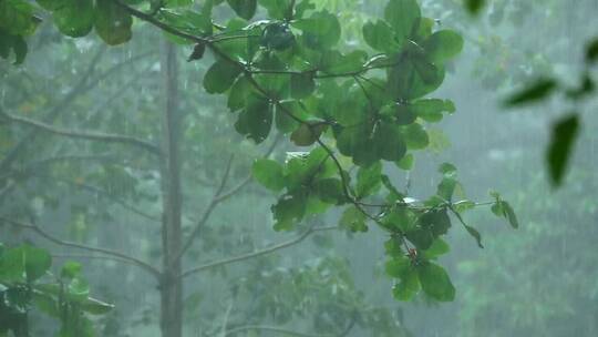 热带雨下的森林