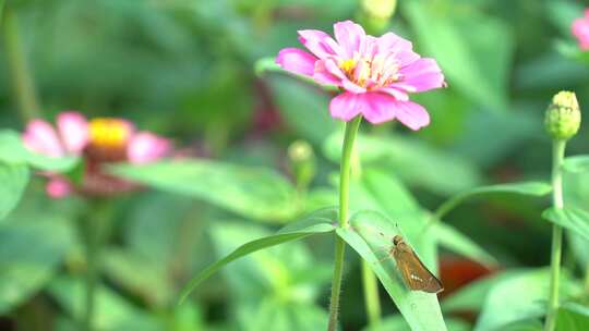 飞蛾和小花
