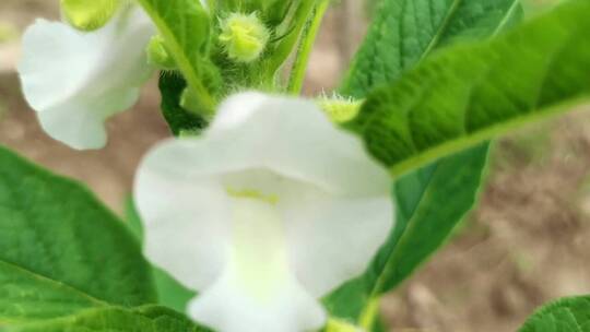 白色芝麻花视频素材模板下载