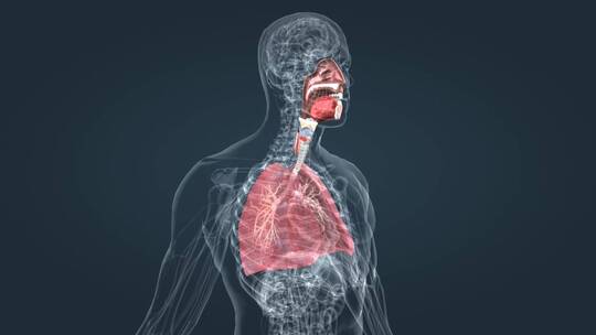 鼻腔咽器官呼吸肺医学人体器官特效三维动画视频素材模板下载
