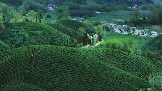 航拍茶园茶山风光