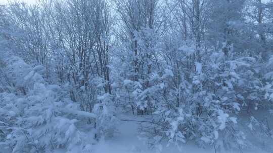 极寒天气大兴安岭岭上松林雪林树枝挂雪