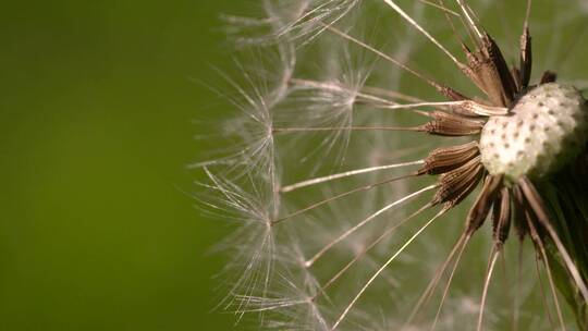 蒲公英风吹吹散飘散随风飘散