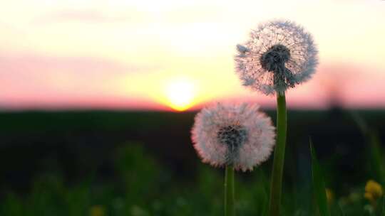 蒲公英 日落 夕阳 蒲公英飞舞