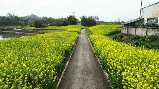 航拍乡村油菜花田