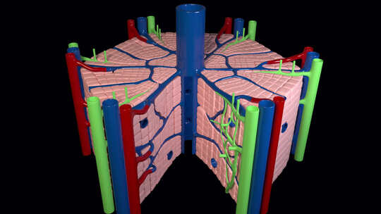 肝脏的内部结构