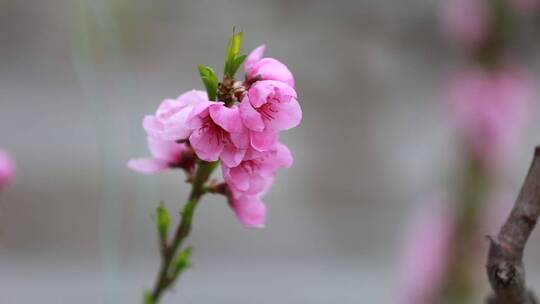 实拍农业大棚  桃花开放  桃花开