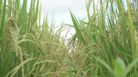 田野中的庄稼绿色水稻