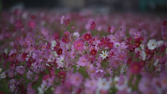 格桑花丛