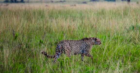 非洲肯尼亚野生动物