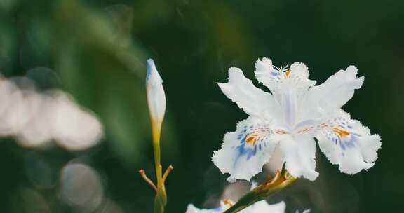 白色的蝴蝶花特写