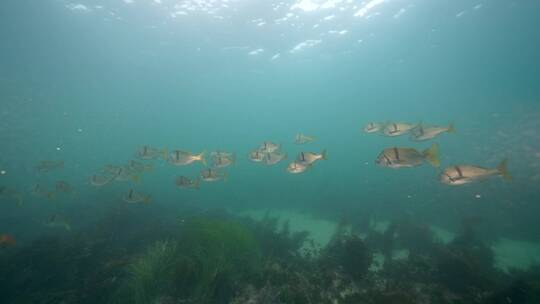 海底海草鱼类海洋生物视频素材模板下载