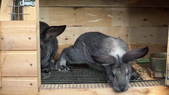 一对灰色兔子在农场的开放式木笼里