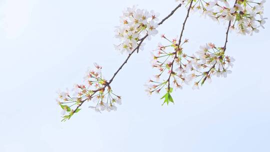 樱花赏花特写