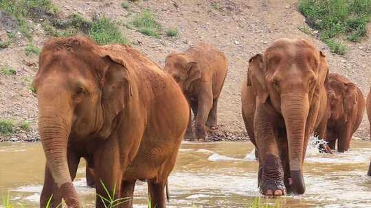 一群大象过河