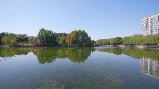 广州流花湖公园树林秋色与城市湖景建筑