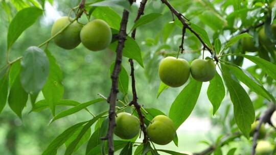 植物、李子树、果实、丰收