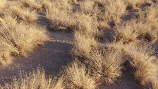 俯拍冬天荒滩芨芨草视频素材模板下载