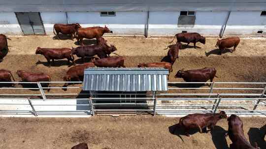 平凉红牛大养殖航拍4K