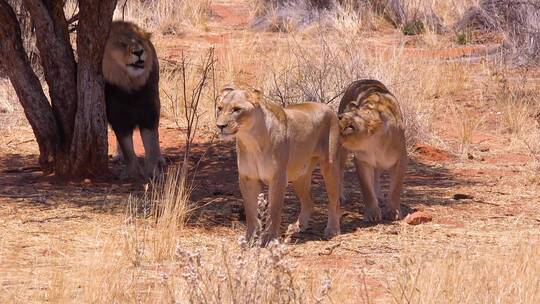 一群狮子走在非洲的大草原上