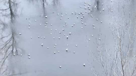 航拍乡镇池塘雪景鸟类捕食飞翔湿地栖息地