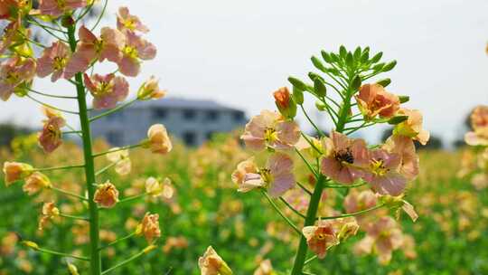 油菜花春天油菜花海油菜花田菜花花海