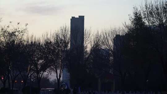 草地 户外 公园 夜景 背光 自然 树