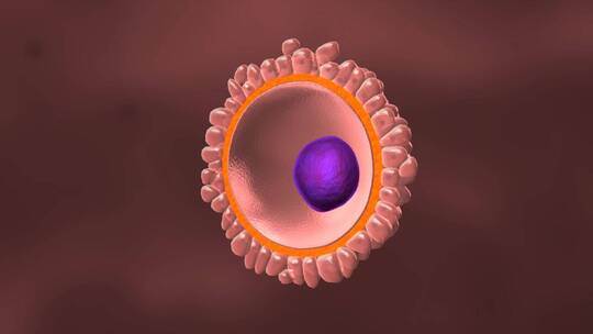 医学卵子受精过程动画