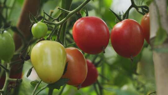 小番茄 西红柿 圣女果种植视频素材模板下载