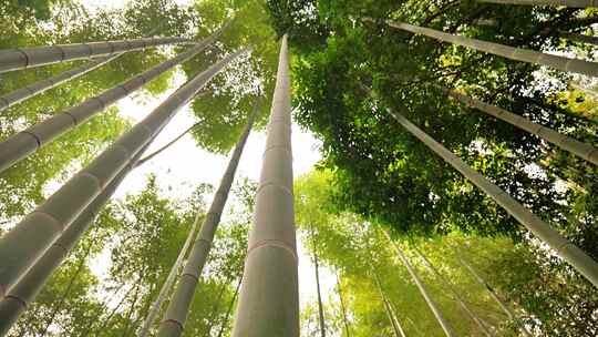 大自然风景美丽的竹海竹林竹子枝繁叶茂