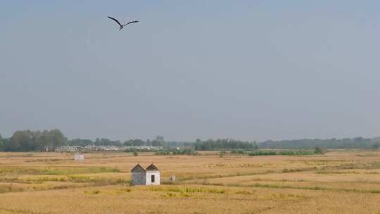 乡村风景 稻田上飞鸟慢镜头 金色秋天田间