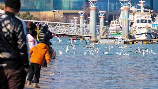 海边观赏海鸥 海鸥飞翔