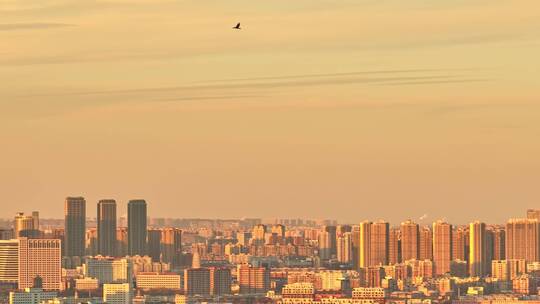 城市天空中的飞鸟