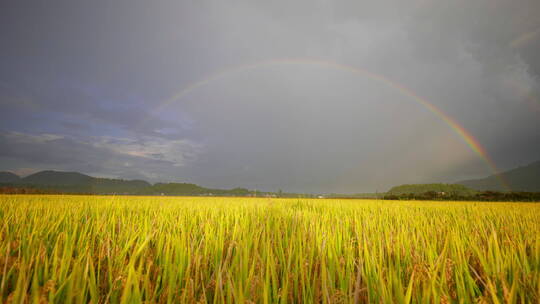 雨后金黄稻田中的彩虹
