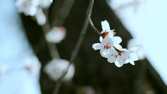 初春北京玉渊潭公园盛开的桃花视频素材模板下载