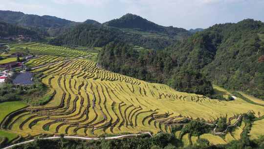 山川丘陵农业种植金黄稻田梯田航拍