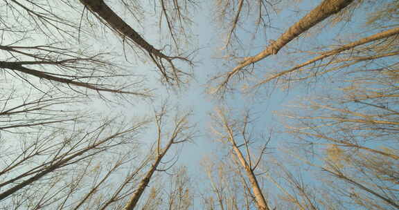 冬日落满枯叶树林