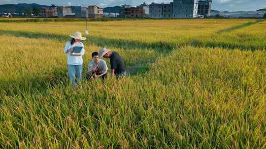 乡村振兴粮食安全大学生向专家学习稻谷知识