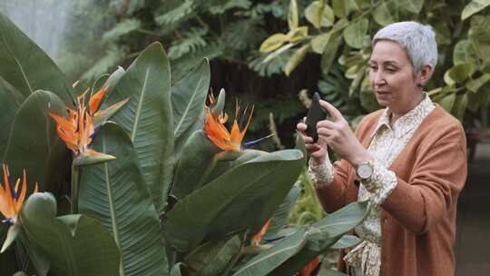 女人给花园植物拍照