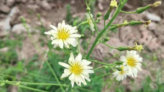 黄色野菊花